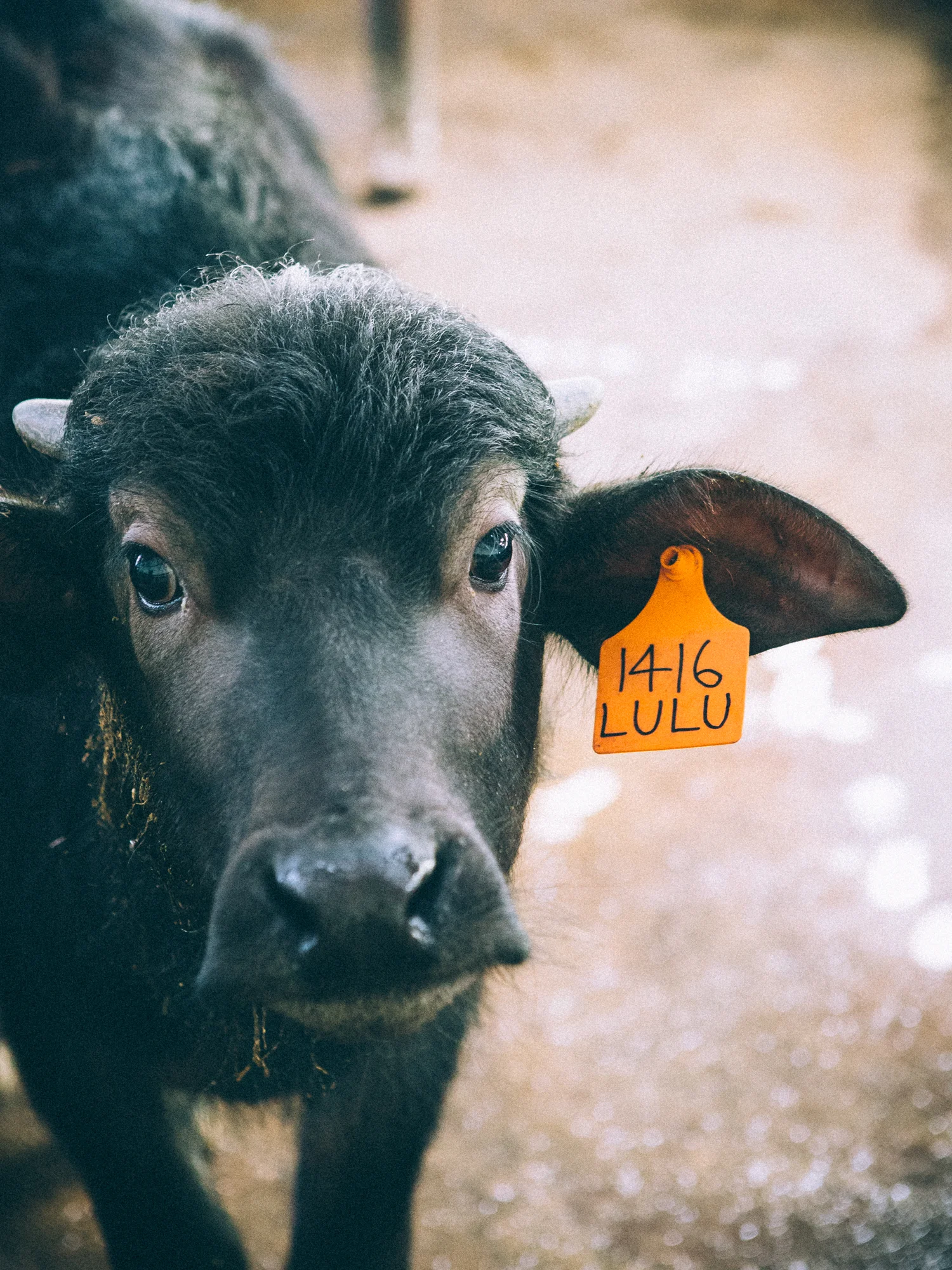 erinscottphotography_farmsandfarmers-16.jpg