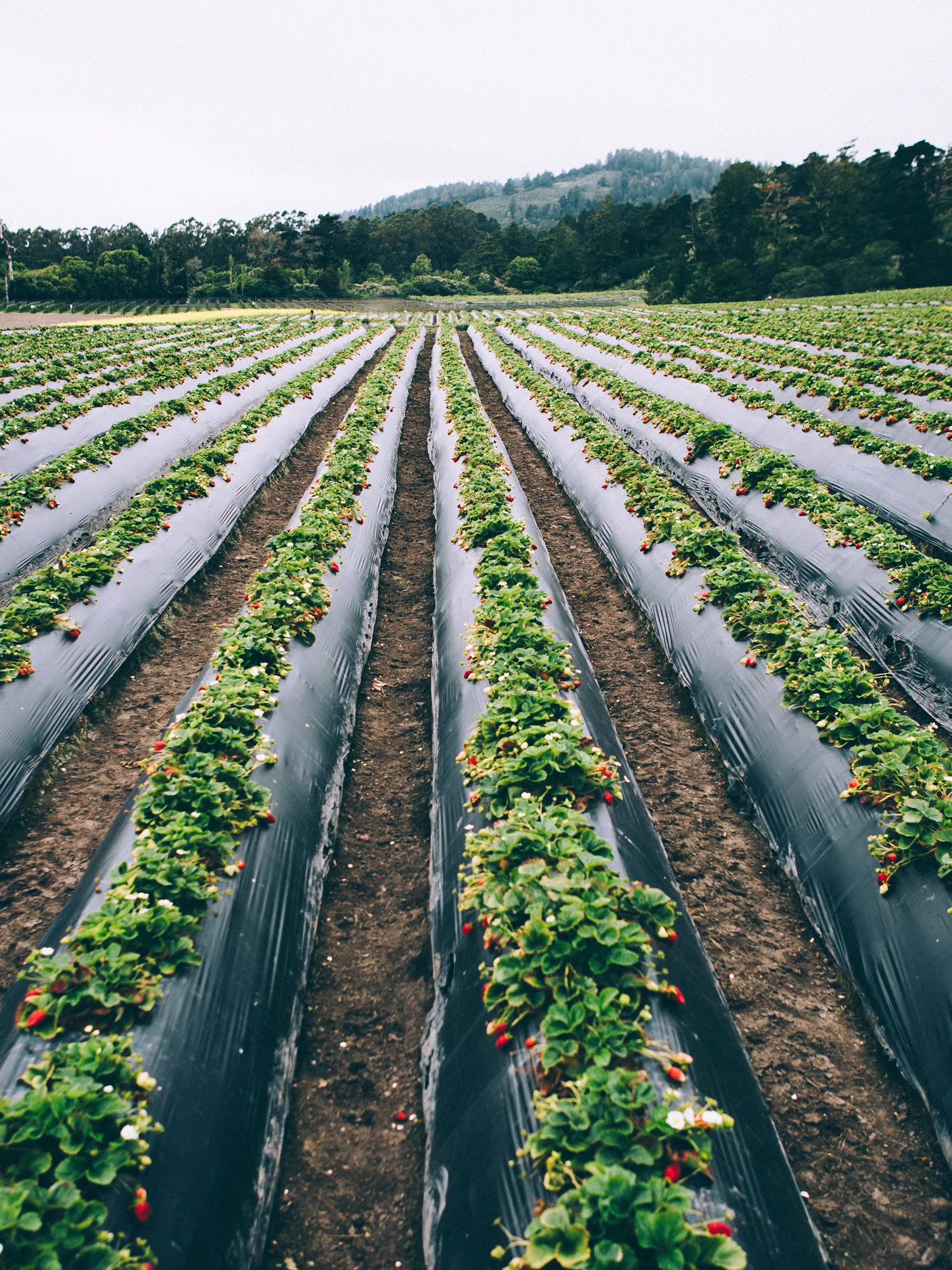 erinscottphotography_farmsandfarmers-57.jpg