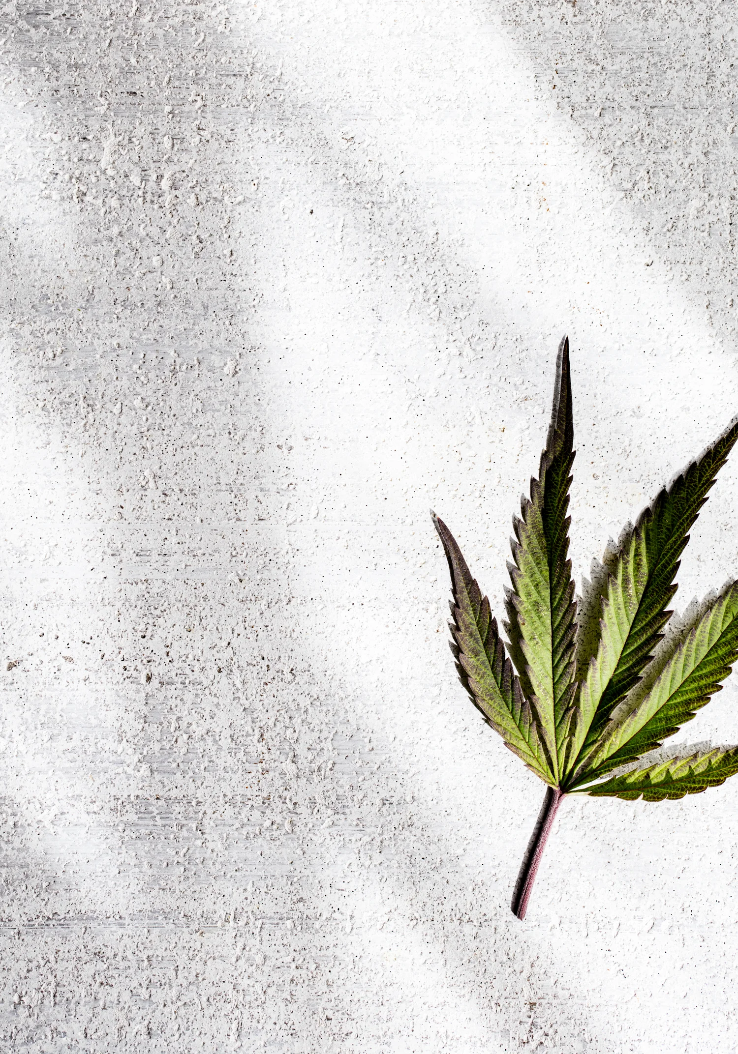 Erinscott_122west_cannabis_-6013.jpg