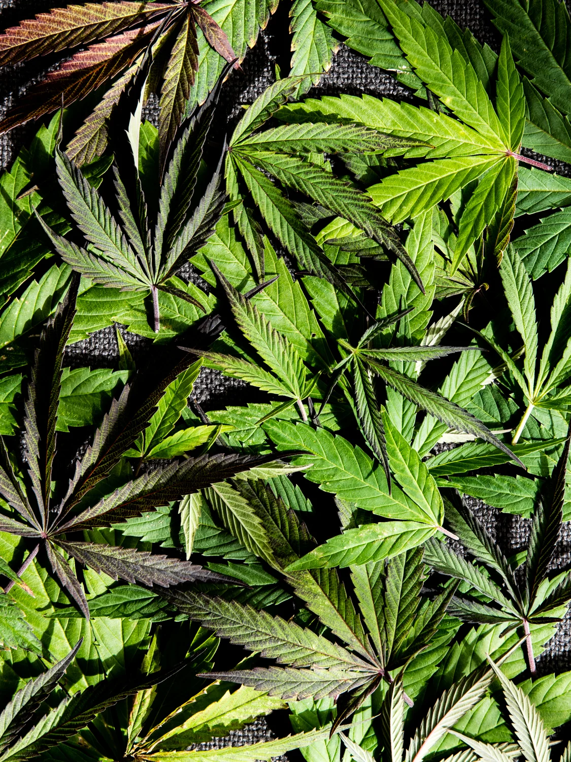 erinscott_cannabisgardener-6000.jpg