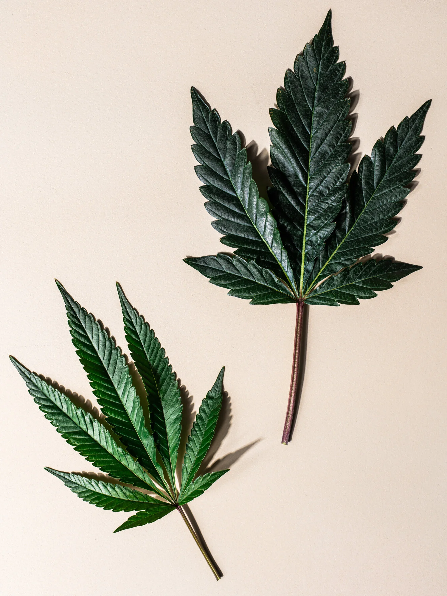 erin-scott-san-francisco-california-cannabis-photographer-ten-speed-press-editorial-9014.jpg