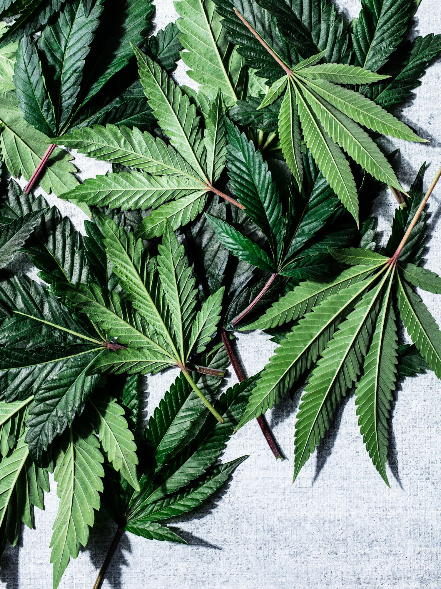 erin-scott-san-francisco-california-cannabis-photographer-ten-speed-press-editorial-9019.jpg