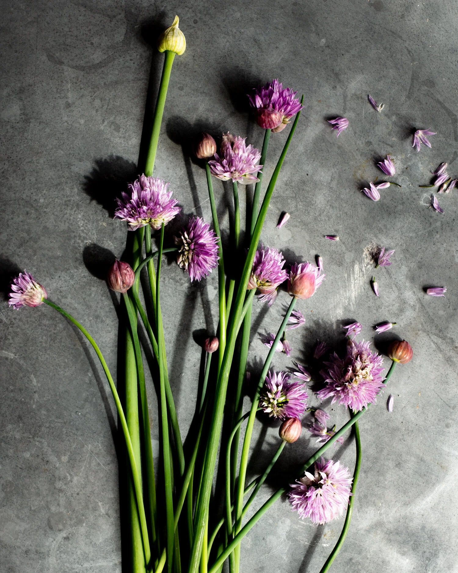 erin-scott_san-francisco-california-food-photographer-natural-light-editorial-chives-1751.jpg