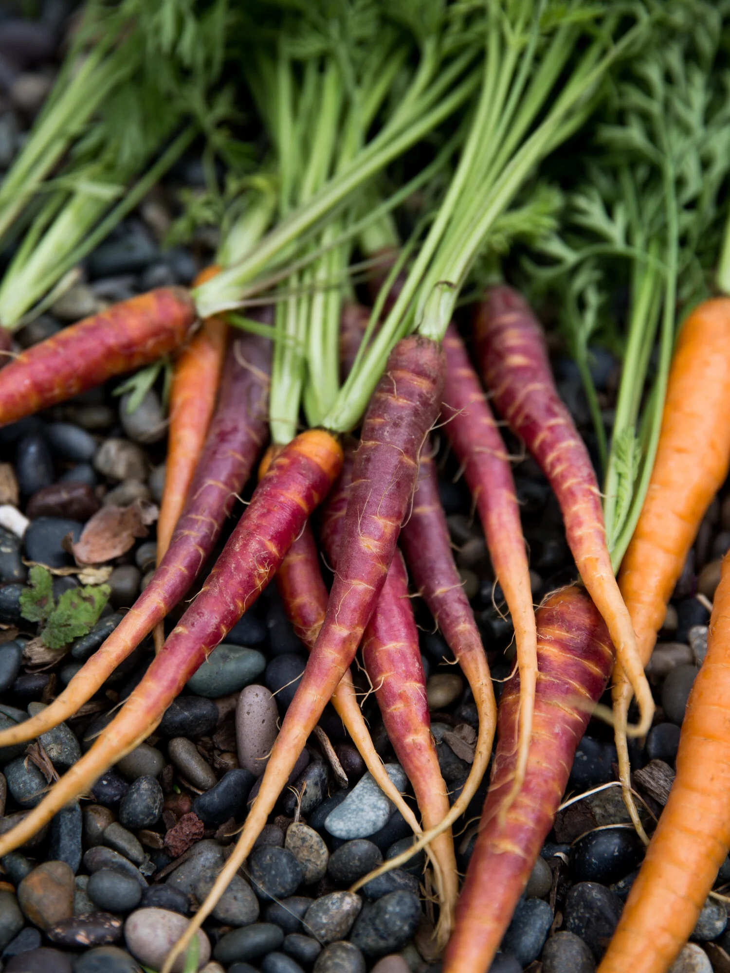 erinscottphotography-san-francisco-food-photographer-cookbook-natural-light-deborah-madison-carrots.jpg