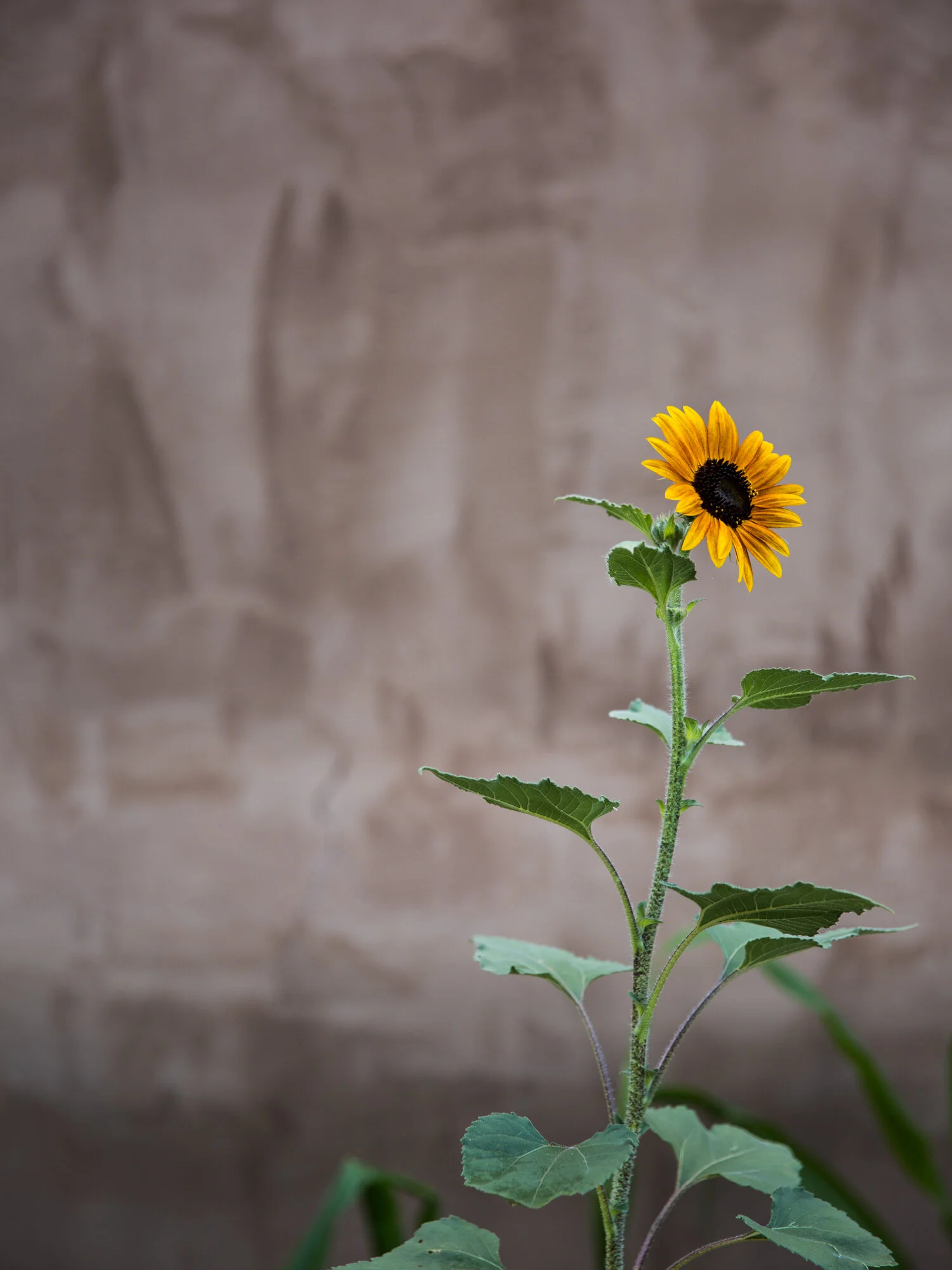 erinscottphotography-san-francisco-food-photographer-cookbook-natural-light-deborah-madison-garden-sunflower.jpg