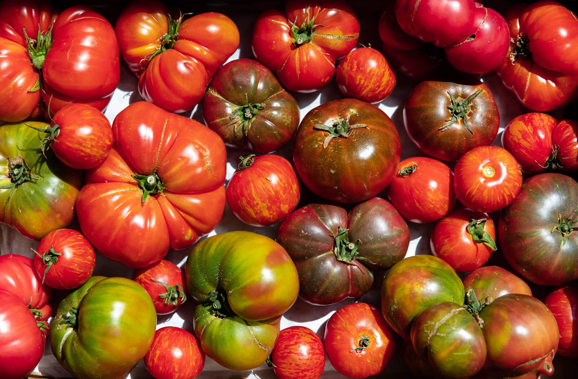 ErinScott-California-Editorial-Food-Farm-Photographer-SFChronicle-SummerMagazine-2020-9785.jpg