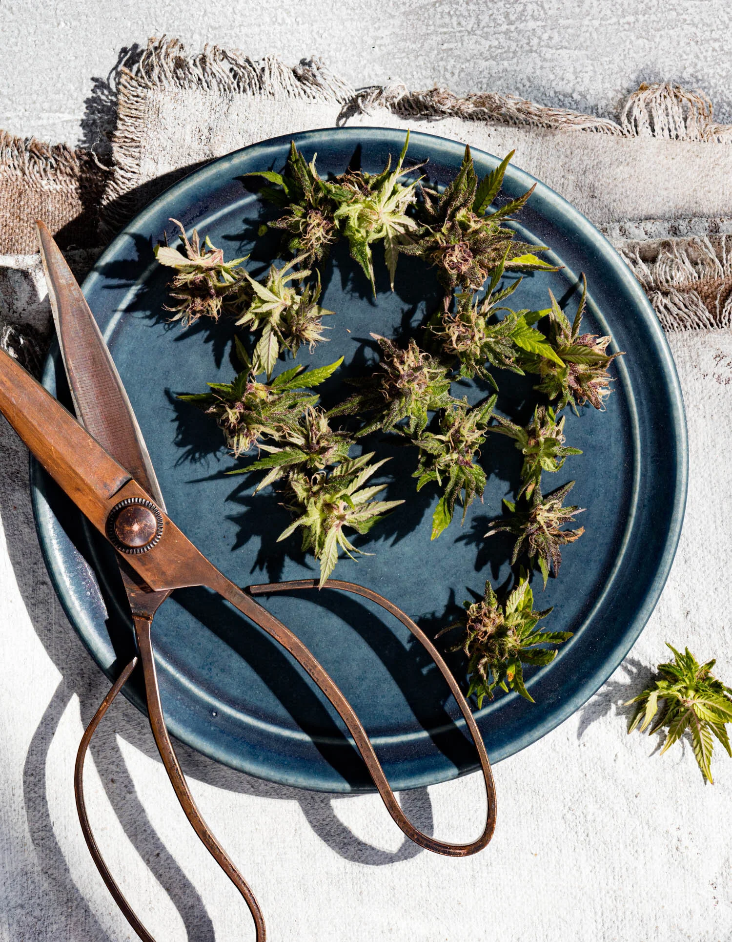 erinscott-bayarea-california-cannabis-photographer-cannabis-gardening-editorial-earthy-natural-5425.jpg