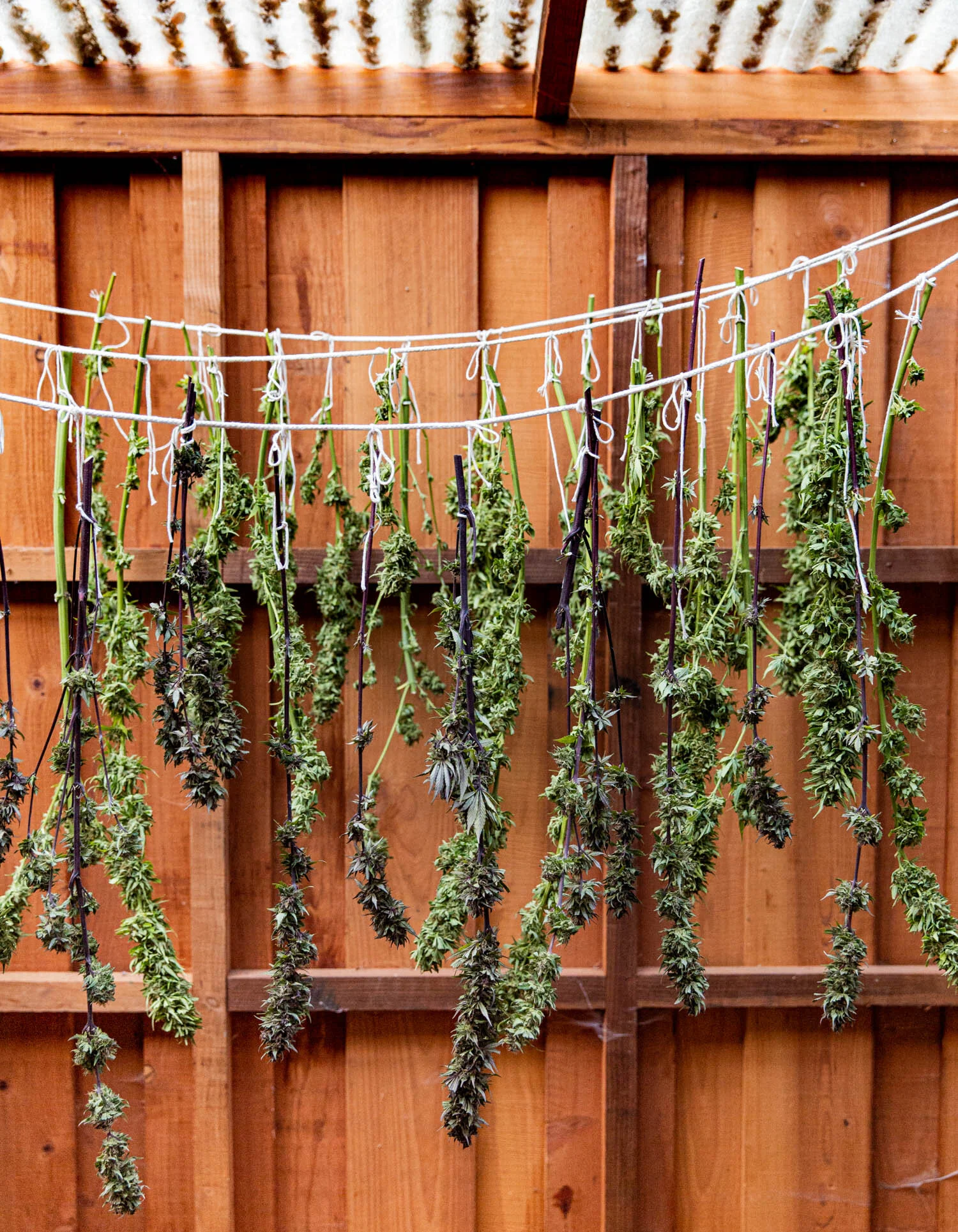 erinscott-bayarea-california-cannabis-photographer-cannabis-gardening-editorial-earthy-natural-5885.jpg