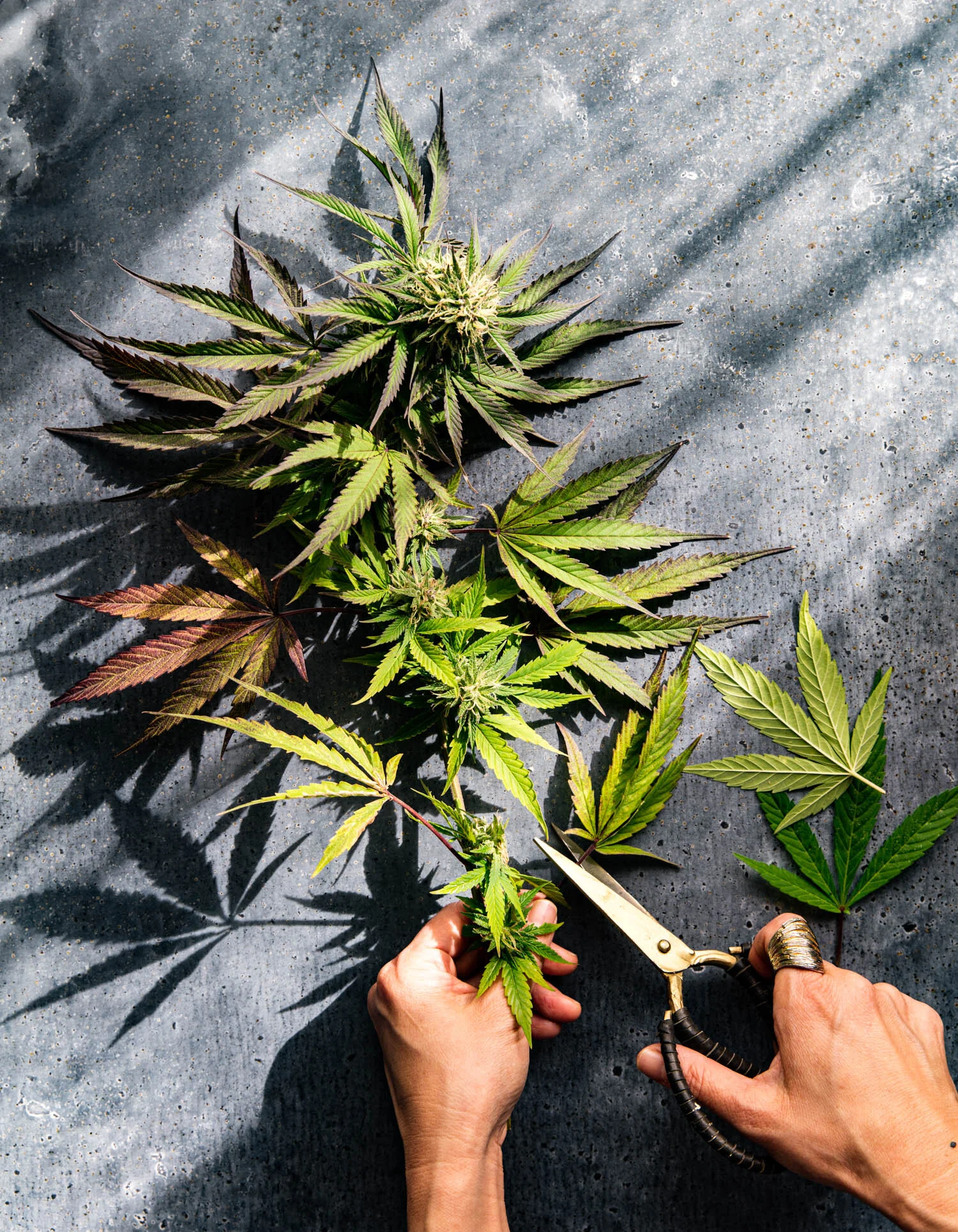 erinscott-bayarea-california-cannabis-photographer-cannabis-gardening-editorial-earthy-natural-5996.jpg