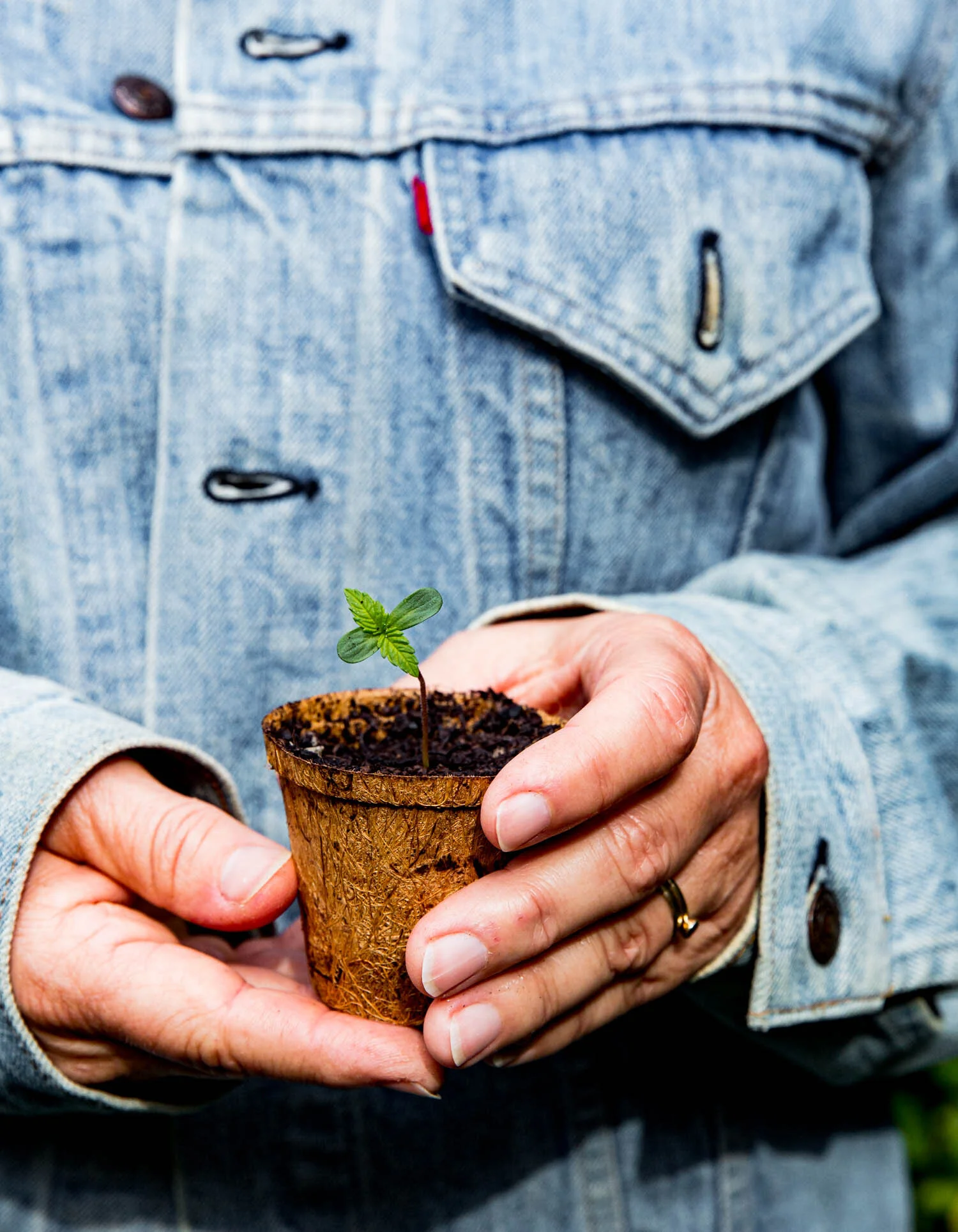 erinscott-bayarea-california-cannabis-photographer-cannabis-gardening-editorial-earthy-natural-7331.jpg