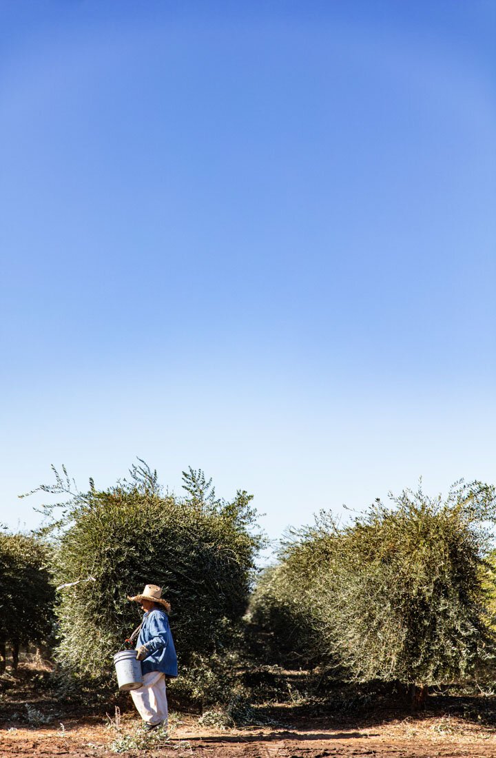 erinscott-california-lifestyle-photographer-organic-oliveoil-enzo-olivetrees-harvesting-1550.jpg
