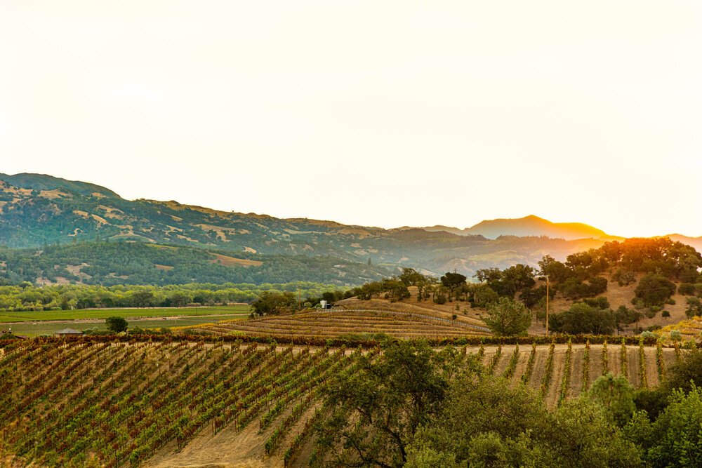 erinscott-california-wine-vineyard-photographer-lifestyle-sehgsio-8811.jpg