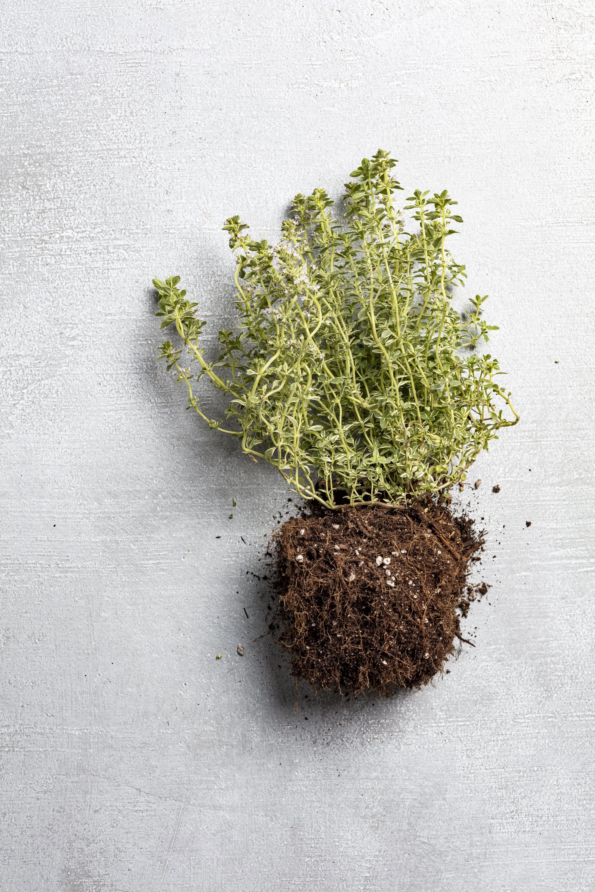 ErinScott-ArtisanBook-ContainerGardens-Botanical-Photogapher-California--0491.jpg