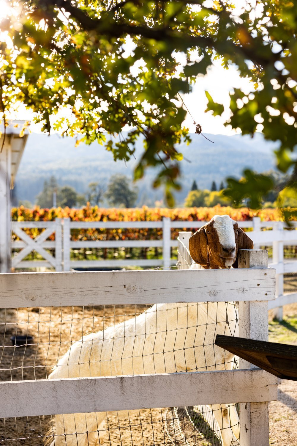 ErinScott-California-napa-wine-cookbook-photographer-oakvillegrocery-2048.jpg