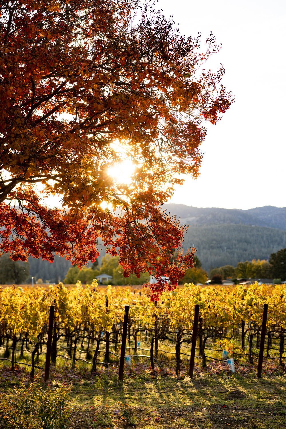 ErinScott-California-napa-wine-cookbook-photographer-oakvillegrocery-2146.jpg