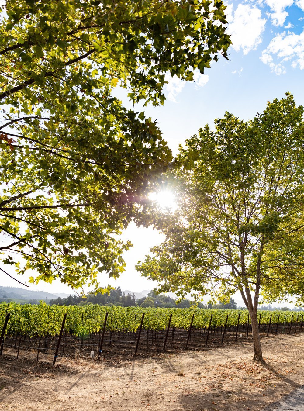 ErinScott-California-napa-wine-cookbook-photographer-oakvillegrocery-2773.jpg