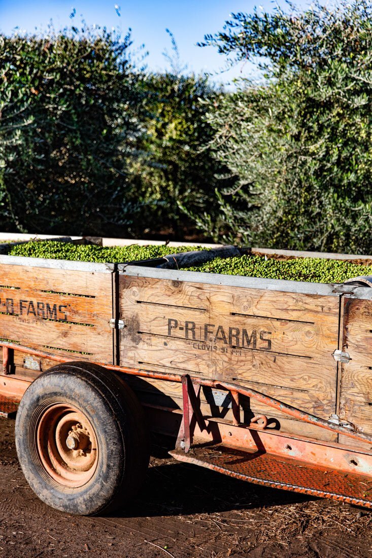erinscott-california-lifestyle-photographer-organic-oliveoil-enzo-olivetrees-harvesting-0864.jpg