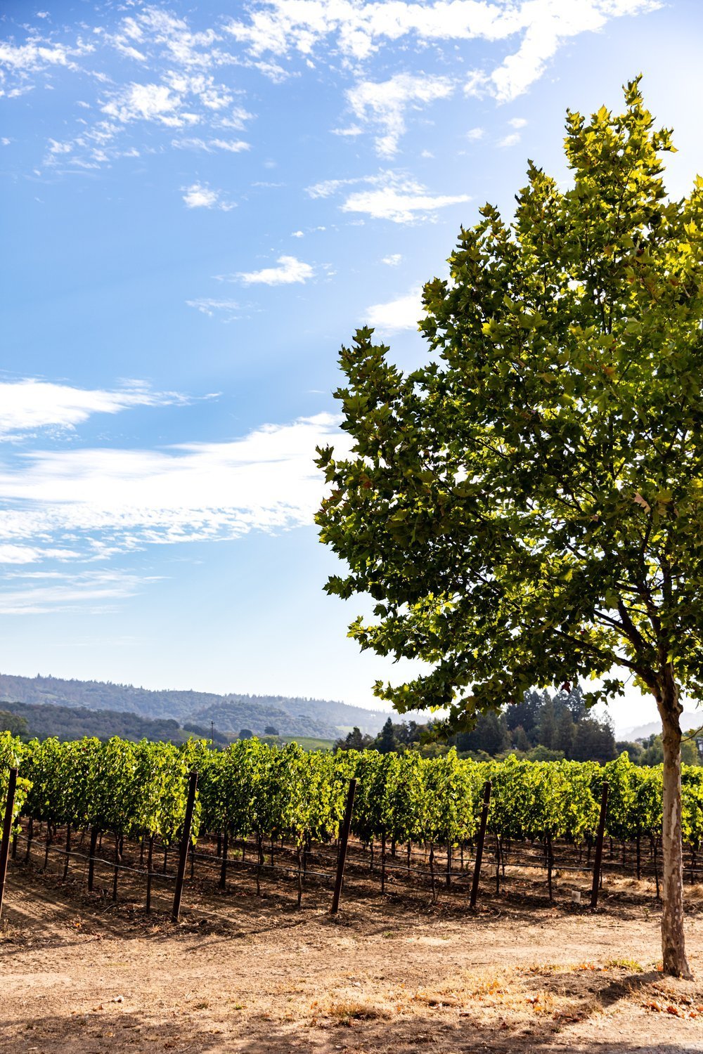 ErinScott-California-napa-wine-cookbook-photographer-oakvillegrocery-2992.jpg