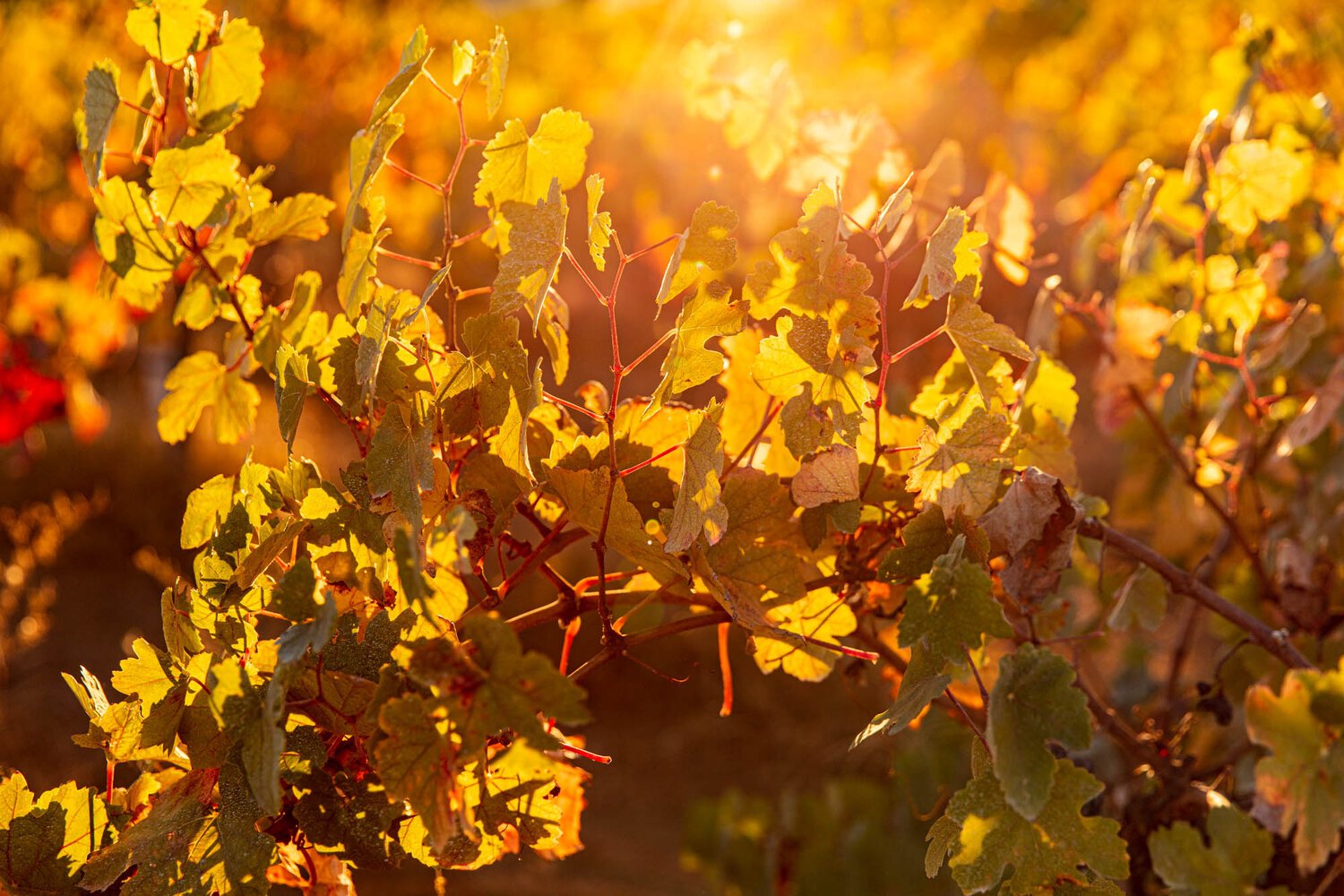 erinscott-california-wine-vineyard-photographer-lifestyle-sehgsio-8969.jpg