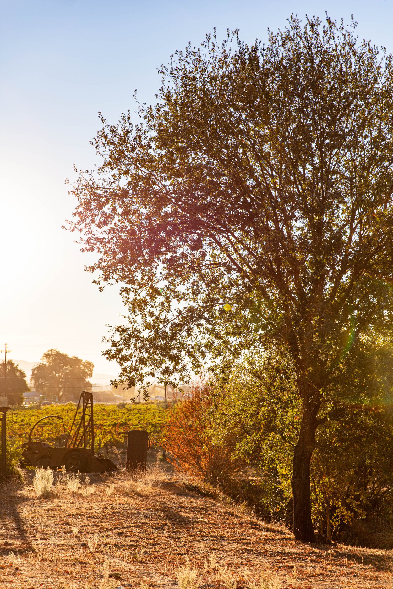 erinscott-california-wine-vineyard-photographer-lifestyle-sehgsio-9048.jpg