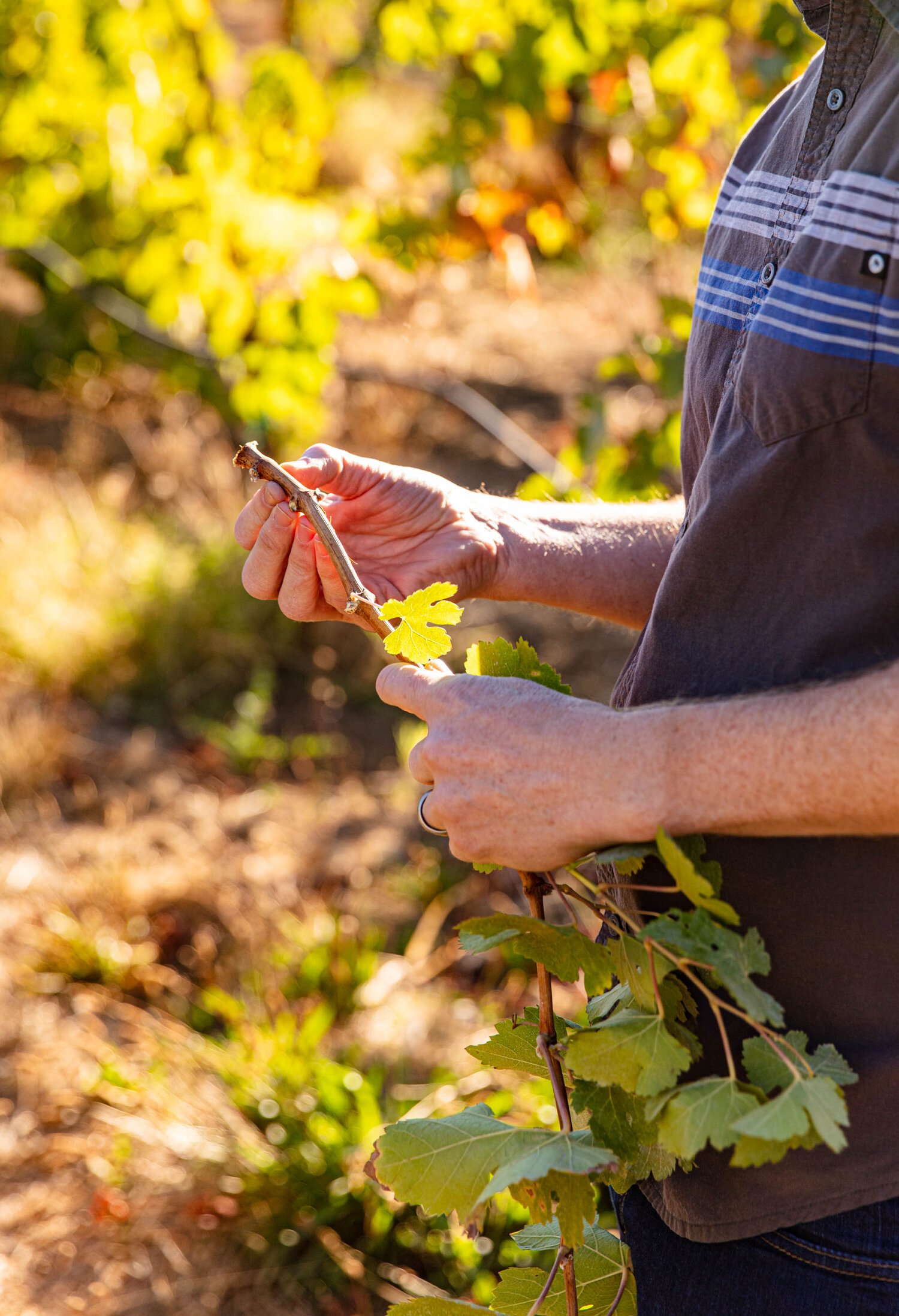 erinscott-california-wine-vineyard-photographer-lifestyle-sehgsio-9322.jpg