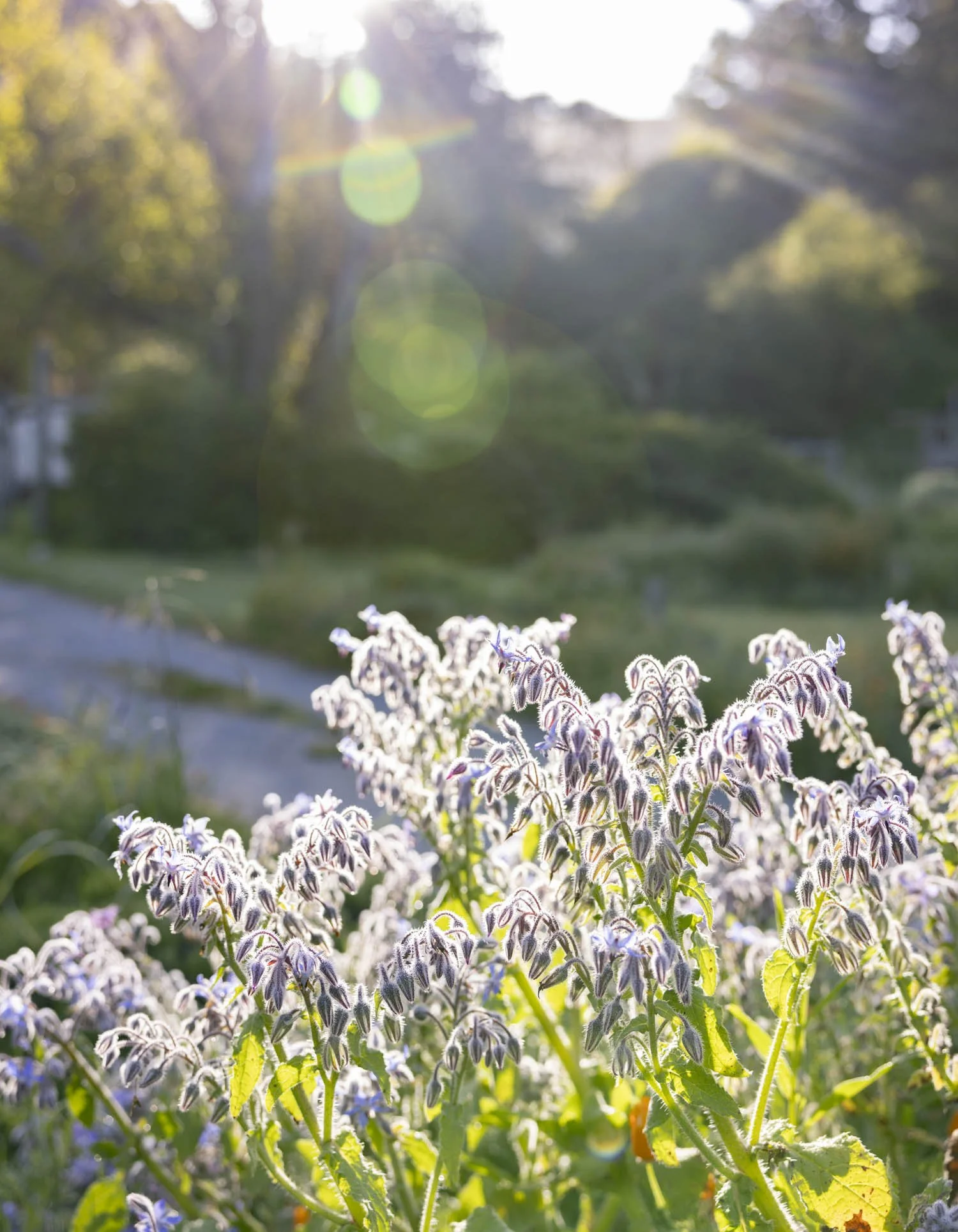 ErinScott-SFfoodphotographer-greenscookbook-organic-california-natural-2.jpg