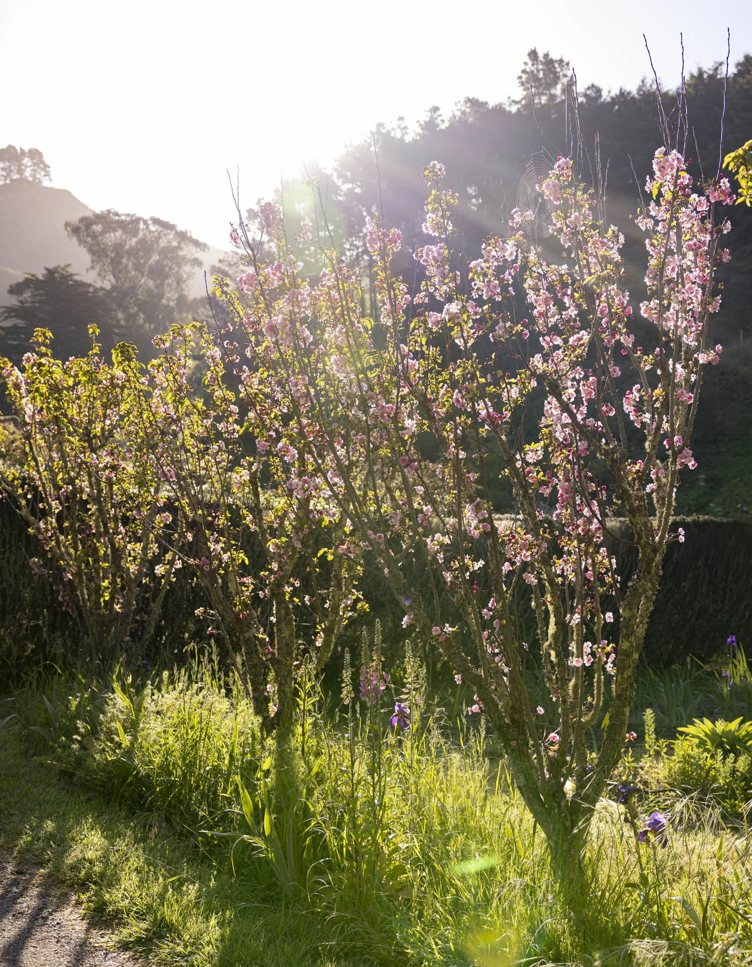 ErinScott-SFfoodphotographer-greenscookbook-organic-california-natural-5.jpg