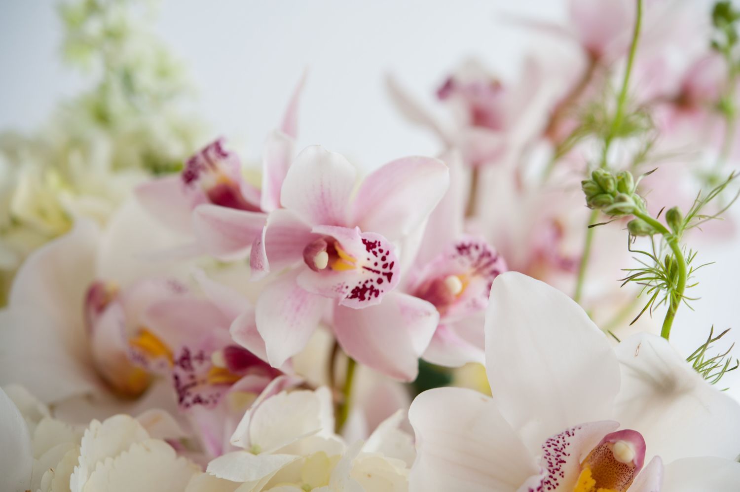Flower Shops | Florists | Flower Delivery Edmonton | Cerise Floral Studio
