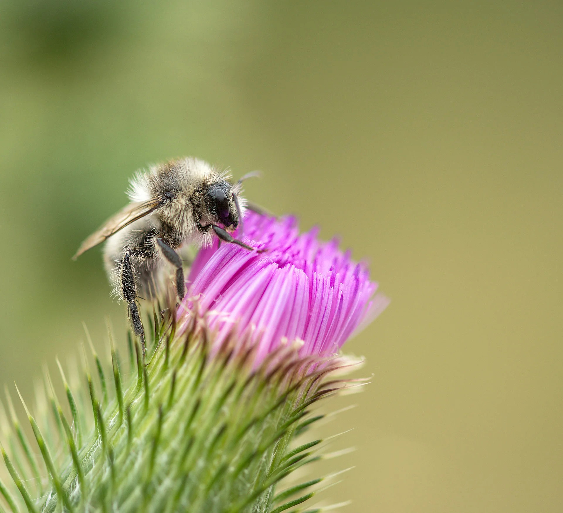 bee-2189340_1920.jpg