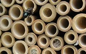 Mason Bee.jpg