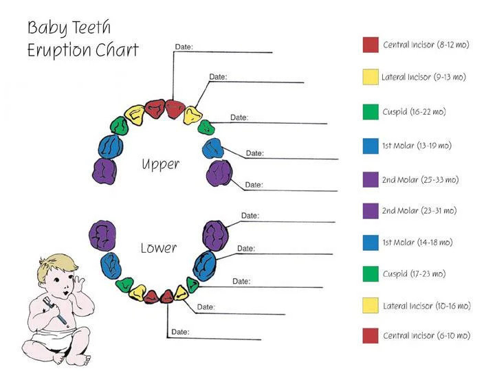 finaltoothchart.jpg