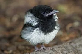 How a young magpie taught me a lesson.