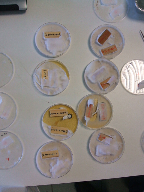 Cultures de champignons