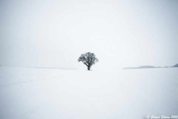 StaronOne-Tree-in-Winter-e1419953582413.jpg