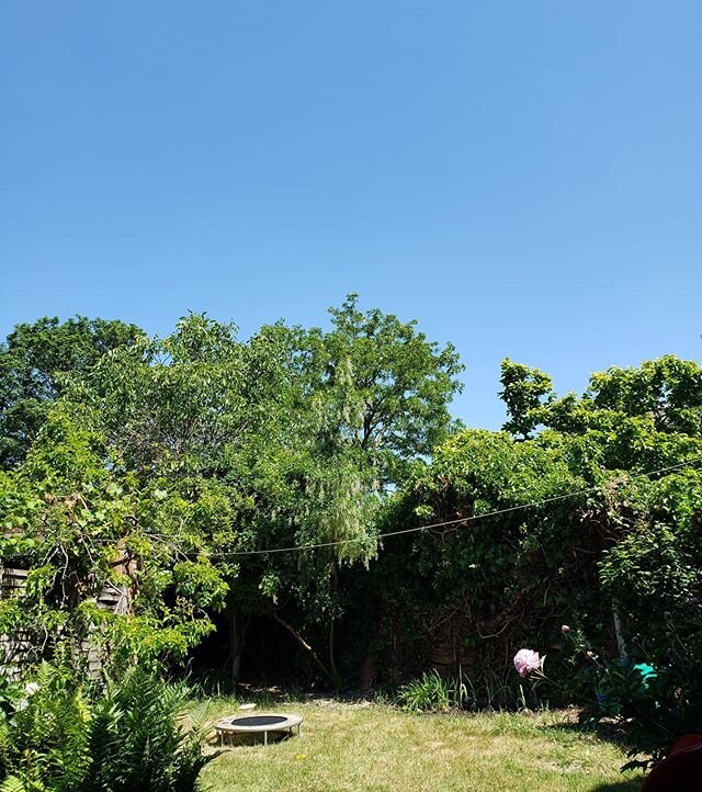 🌞 I took this photo whilst eagerly waiting for lunch.

I was sitting in the garden, whilst the rest of my family were at the dinner table inside the kitchen. It's been over two months since I had a meal with my family, and it was so nice to be able 