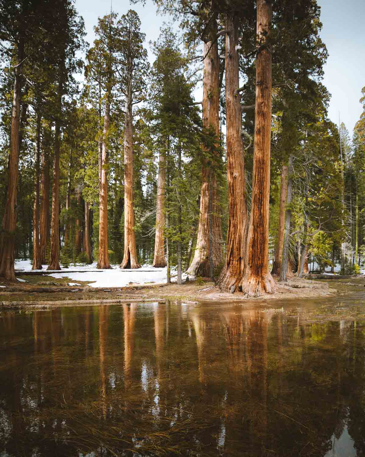 sequoias-sequoia-trees-reflection.jpg