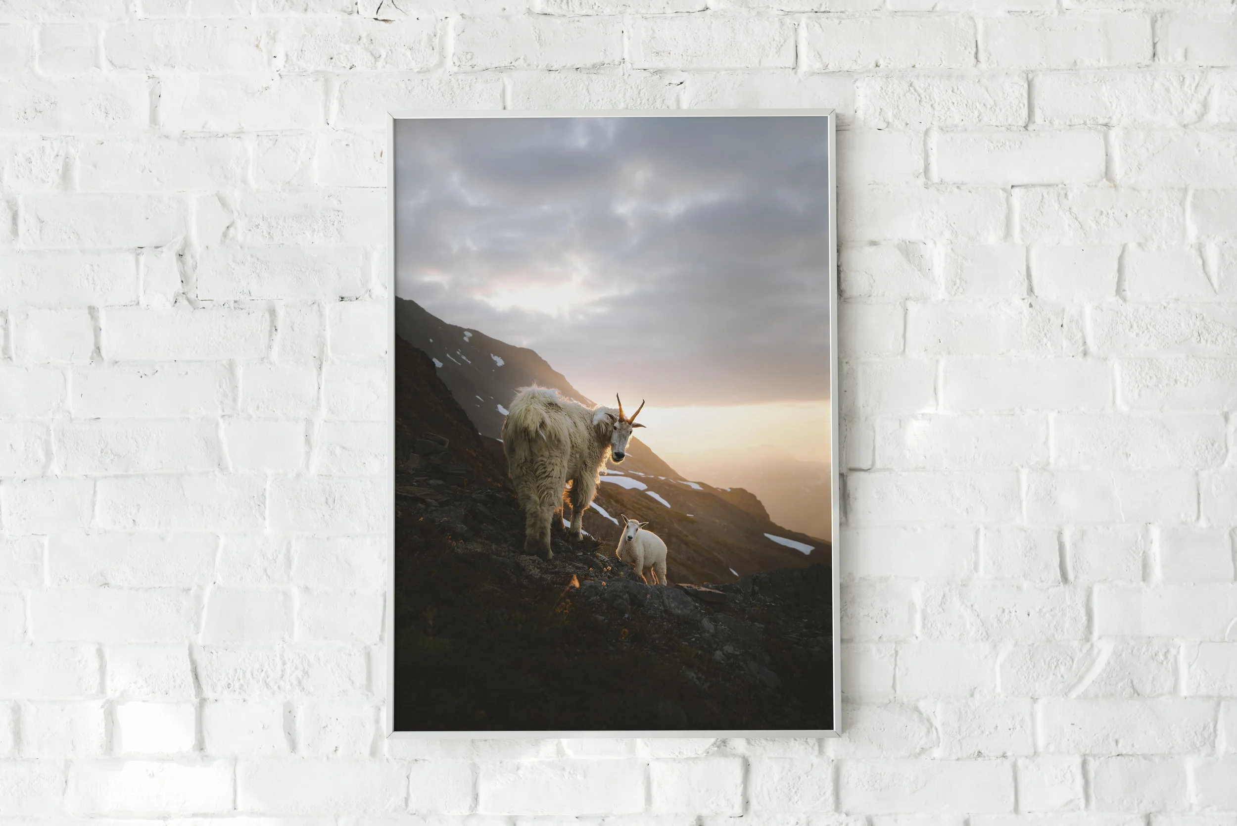 goat king.jpg
