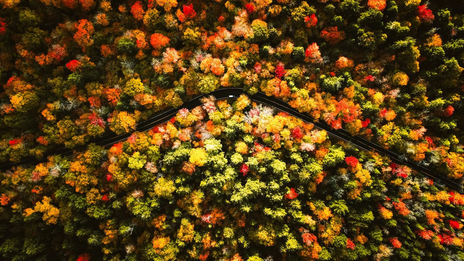 DJI_0233-Edit-Edit.jpg