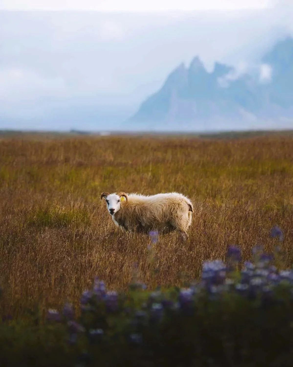 iceland-sheep-stokksnes-hofn-hornafjordur-mountains-lupine-icelandic-summer.jpg