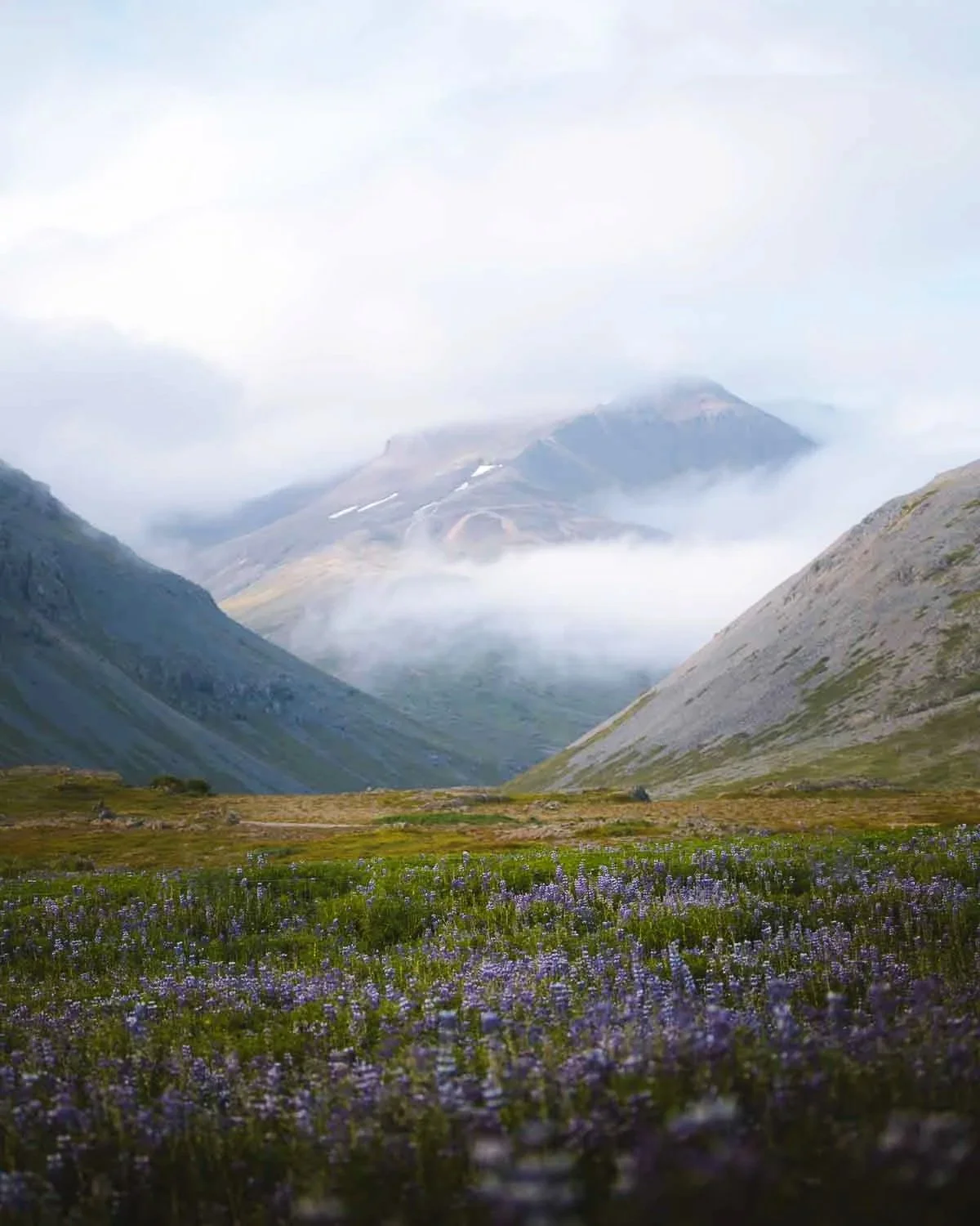 iceland-landscape-icelandic-mountains-fog-weather-lupine-summer-travel.jpg