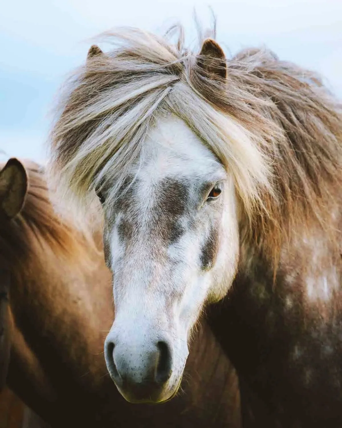 iceland-horse-animal-wildlife-icelandic-stallion-mare-horses.jpg