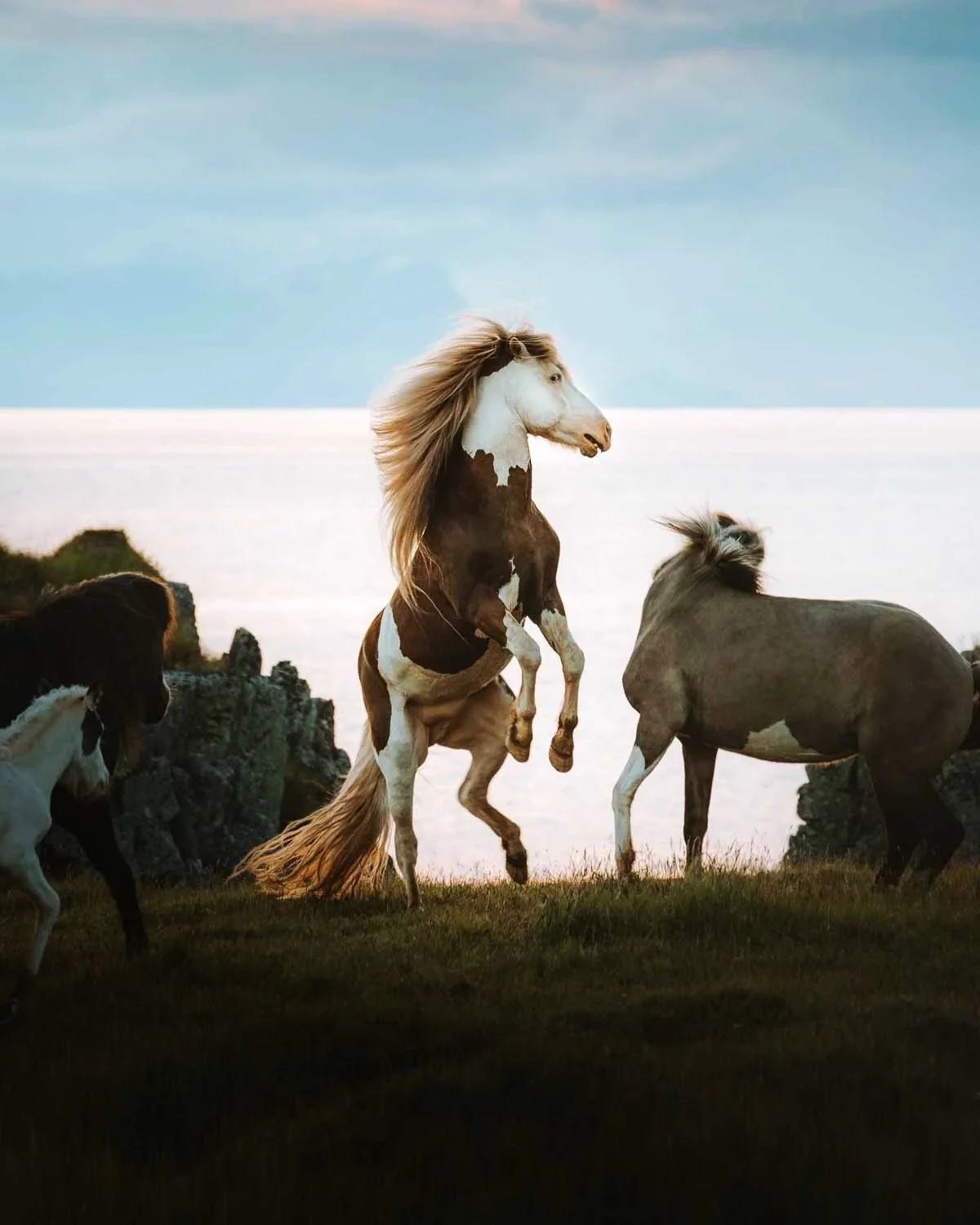 horse-horses-stallion-iceland-icelandic-sunset-rearing-heat-summer-viking-nordic.jpg