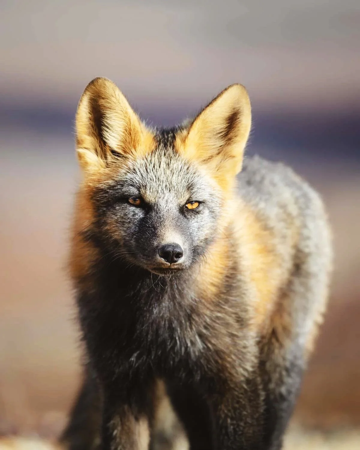 fox-arctic-denali-alaska-wildlife.jpg