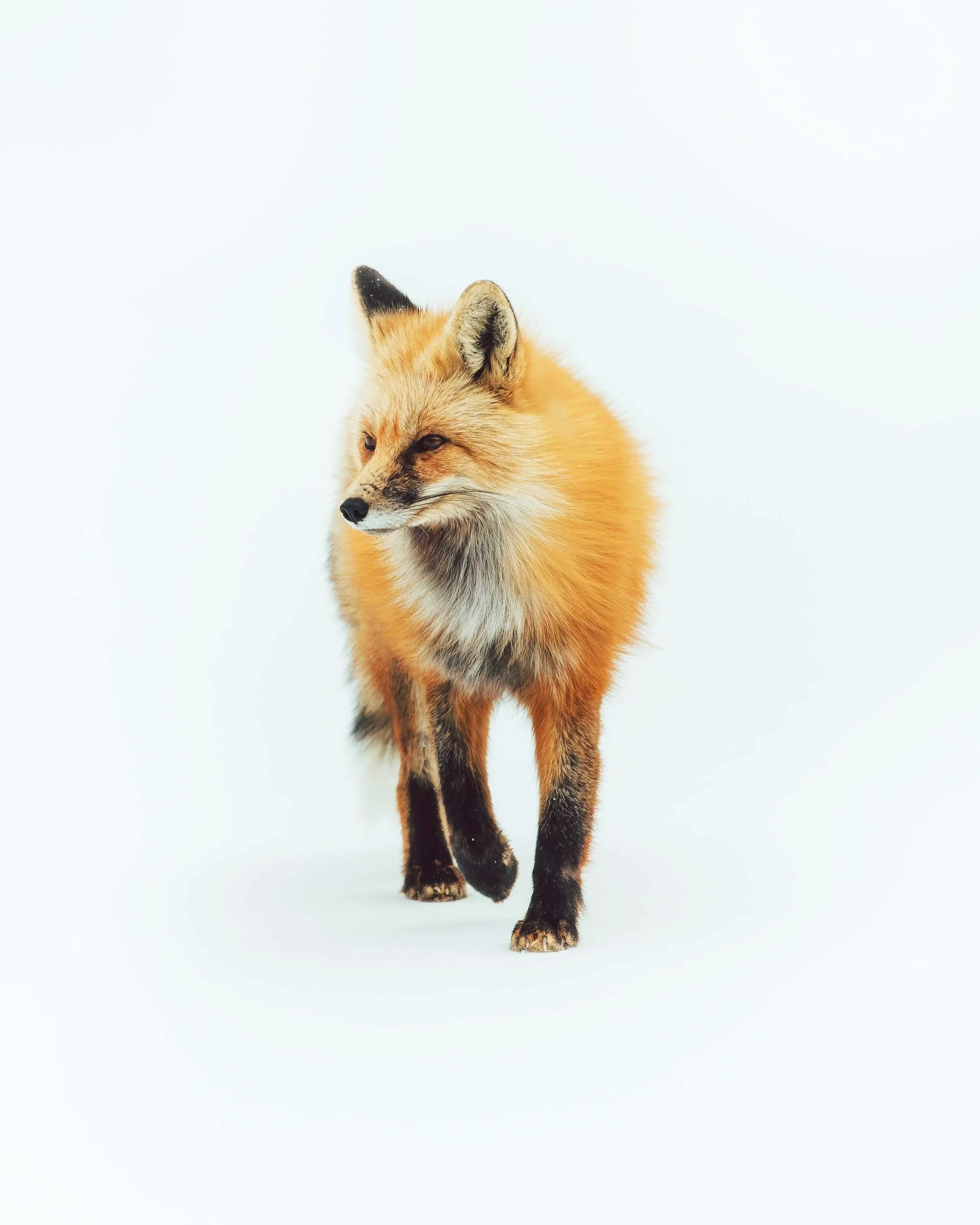 fox_red_winter_snow.jpg