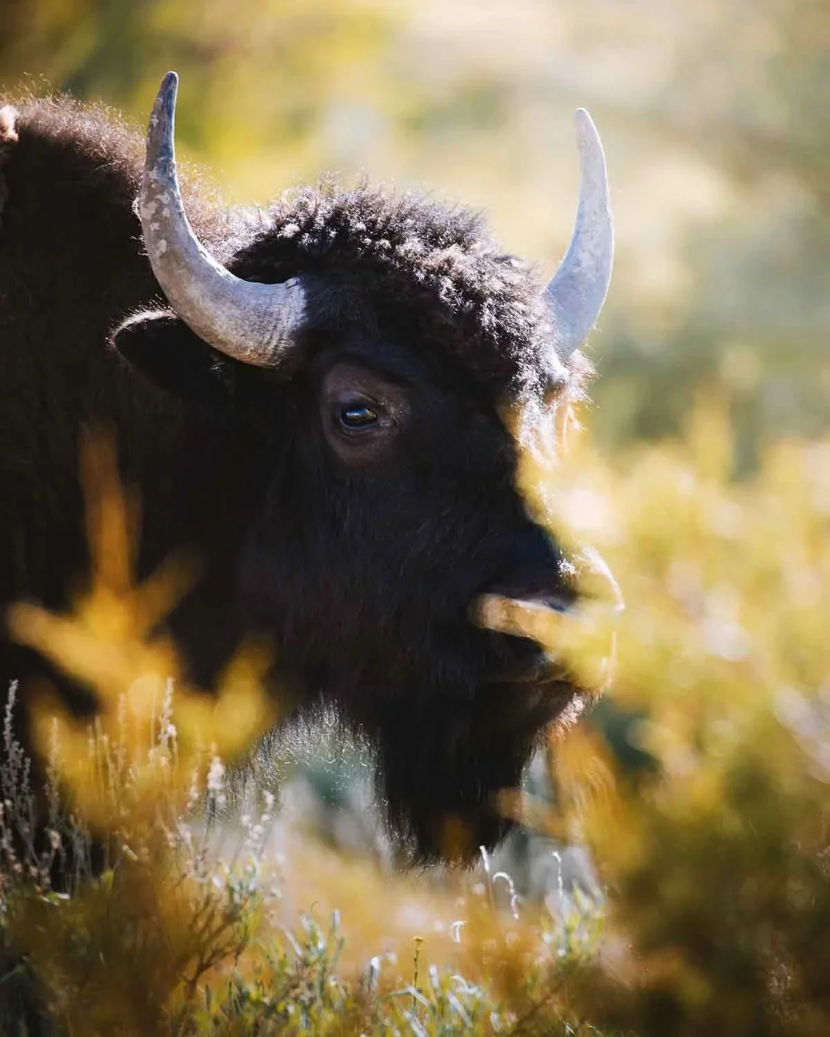 bison-buffalo-montana-yellowstone-north-dakota-fall.jpg
