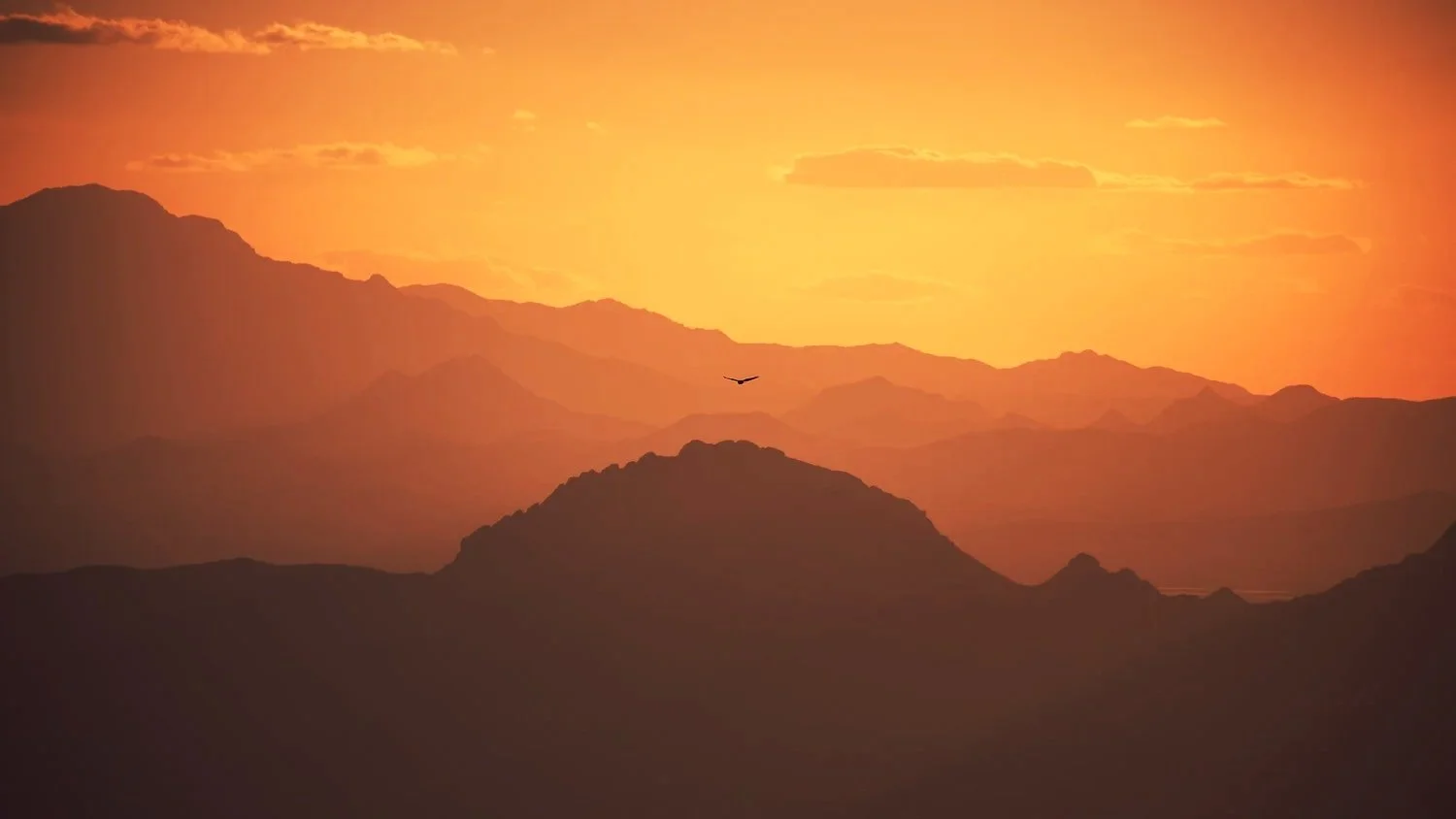 bird-flying-hawk-eagle-mountains-mountain-arizona-southwest-sunset-sunrise-jubbish-jay-toups.jpg