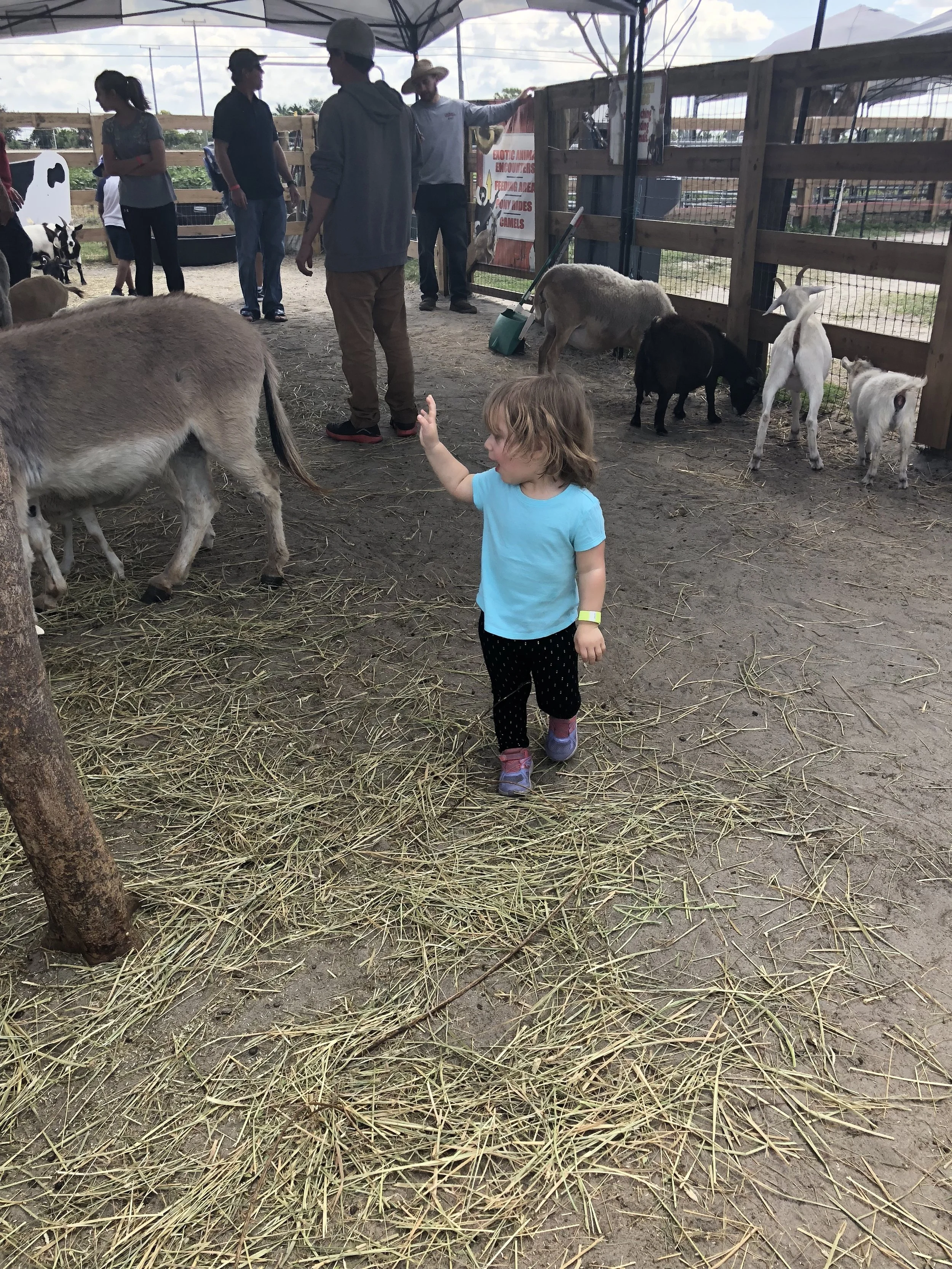 What the Kangaroo Doing?