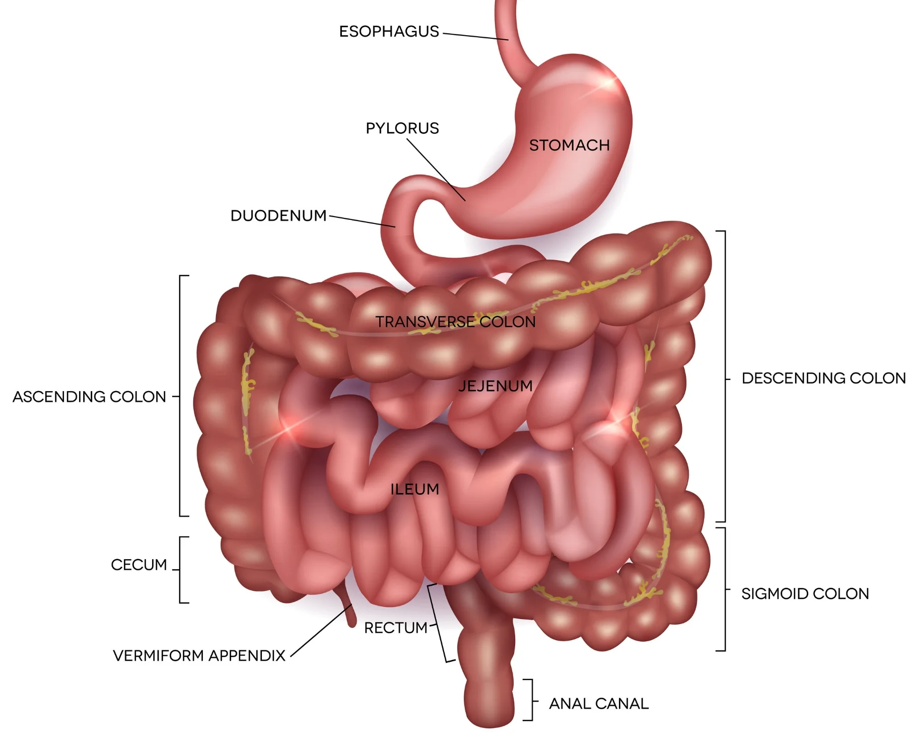 The lower portion of the gastrointestinal (GI) tract