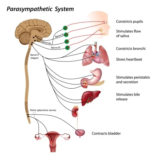 Functions of PNS, including the Vagus Nerve