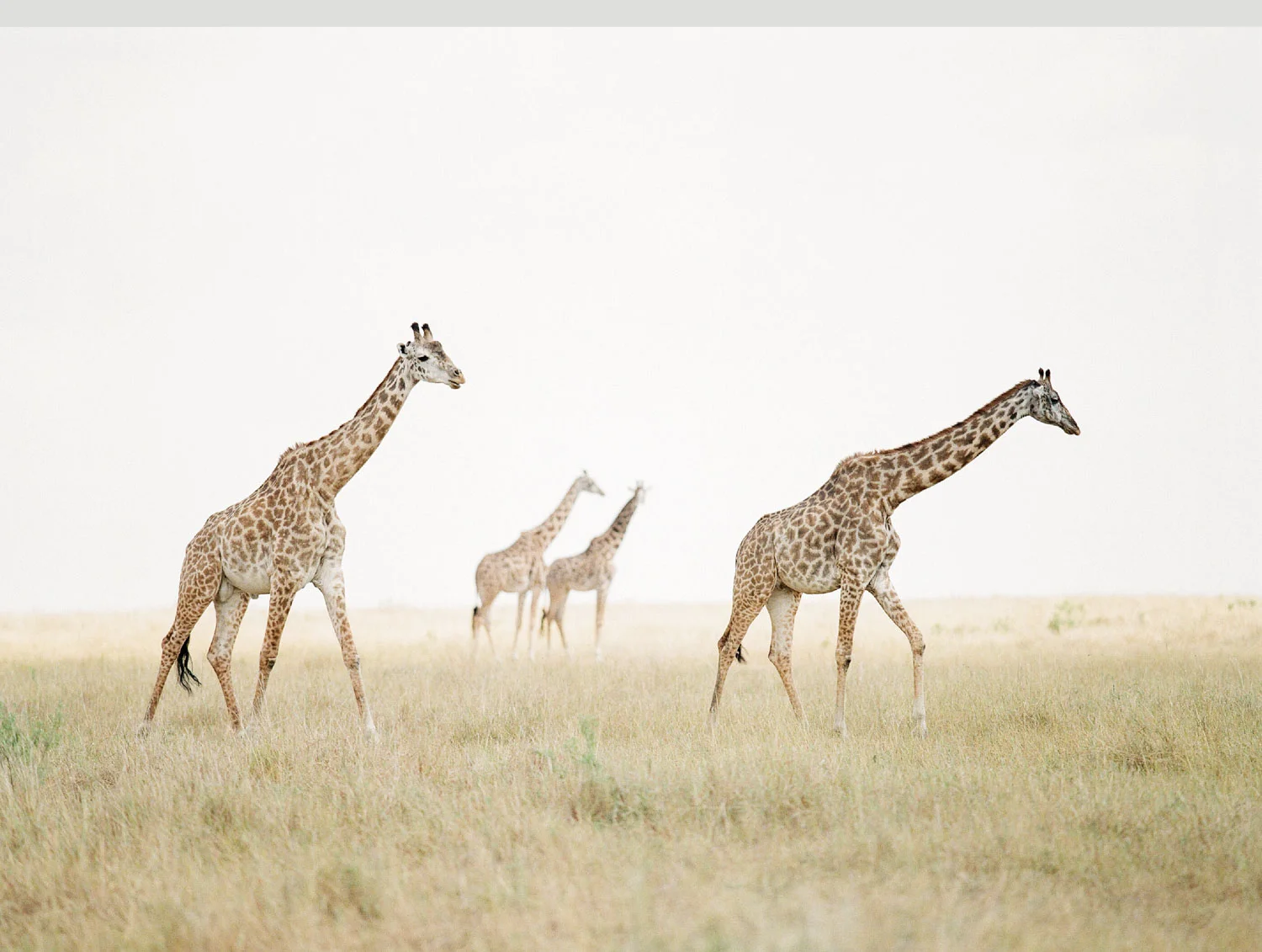 tanzania_new_layout_opt-9.jpg